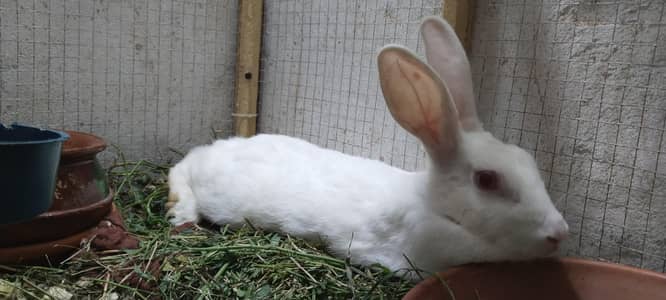 Desi Rabbits For Sale - Pair, Male & Breeder Female