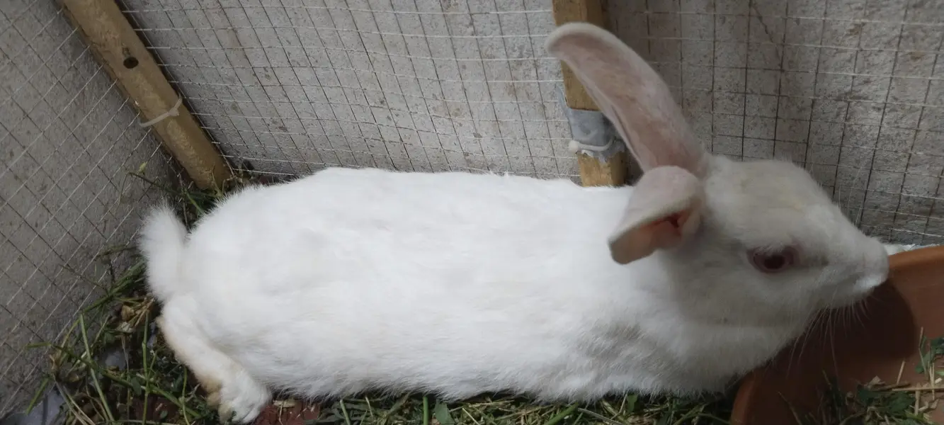 Desi Rabbits For Sale - Pair, Male & Breeder Female — photo 4