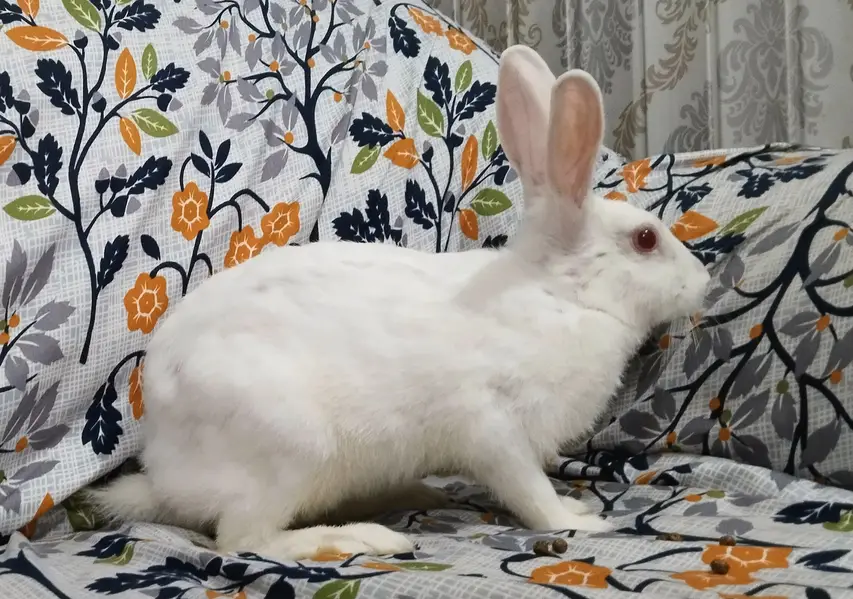 Desi Rabbits For Sale - Pair, Male & Breeder Female — photo 5