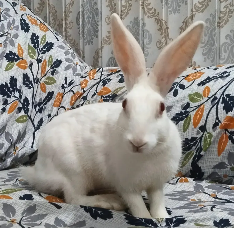 Desi Rabbits For Sale - Pair, Male & Breeder Female — photo 6