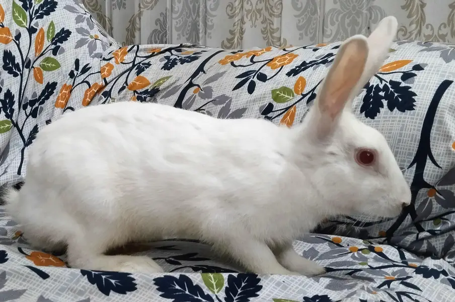 Desi Rabbits For Sale - Pair, Male & Breeder Female — photo 7