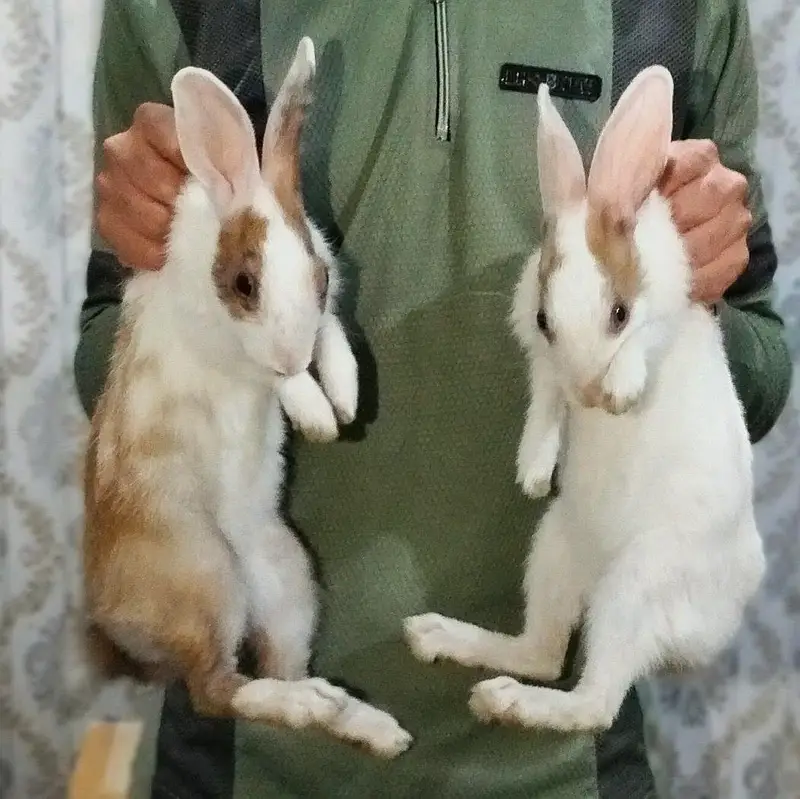 Desi Rabbits For Sale - Pair, Male & Breeder Female — photo 8
