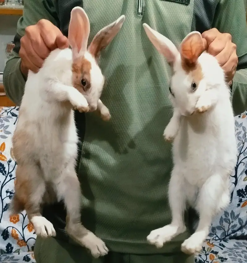 Desi Rabbits For Sale - Pair, Male & Breeder Female — photo 9
