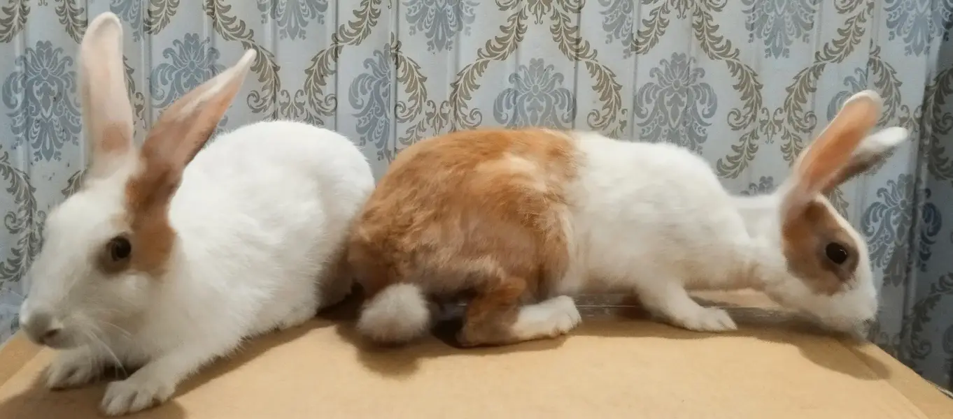 Desi Rabbits For Sale - Pair, Male & Breeder Female — photo 10