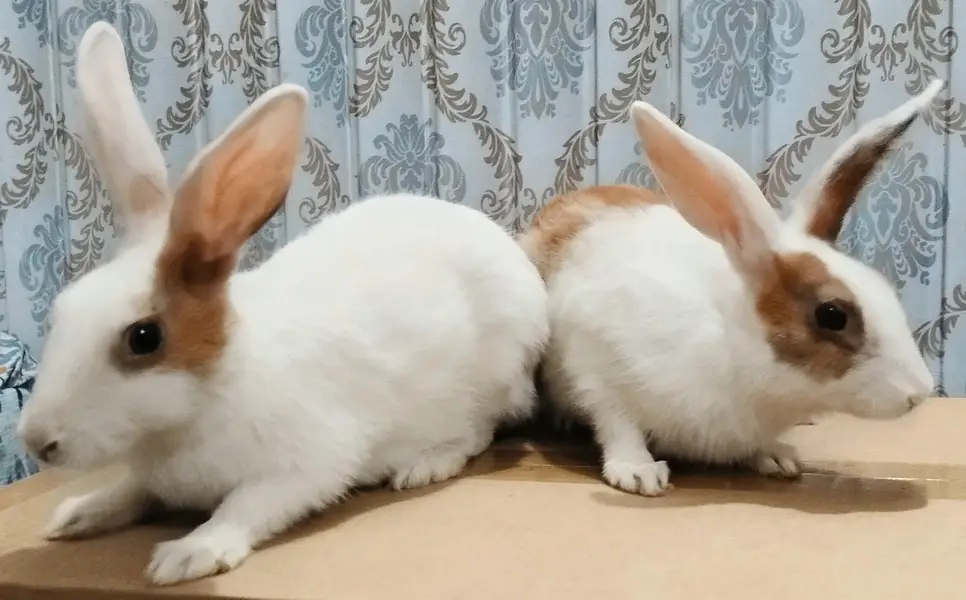 Desi Rabbits For Sale - Pair, Male & Breeder Female — photo 11