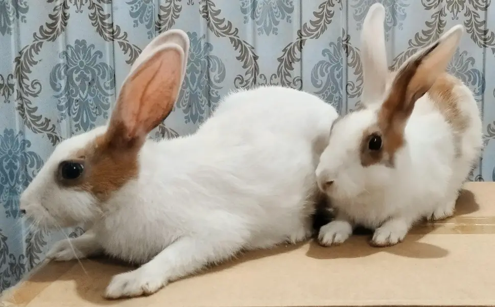 Desi Rabbits For Sale - Pair, Male & Breeder Female — photo 12