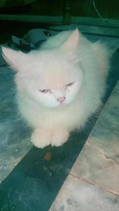 white cat