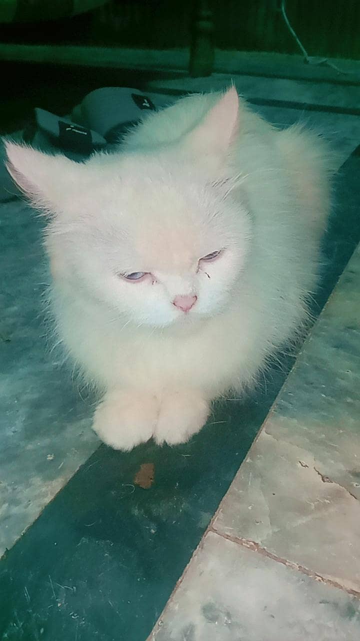 white cat 0