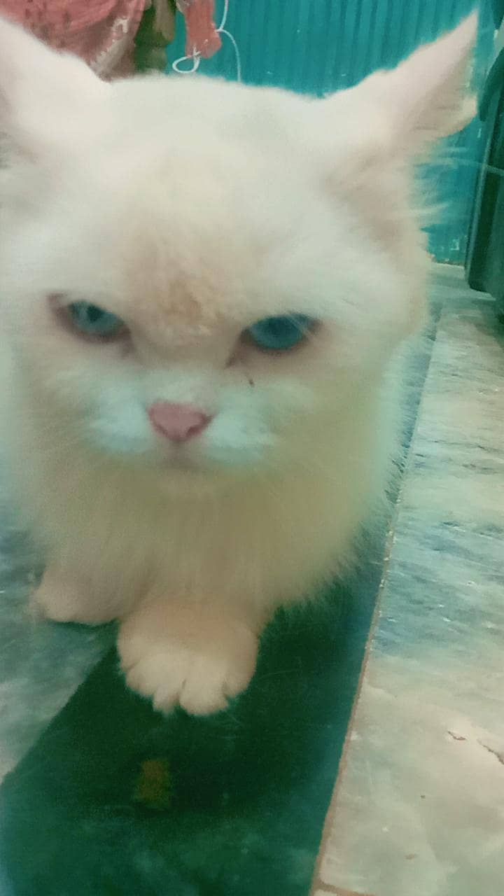 white cat 1