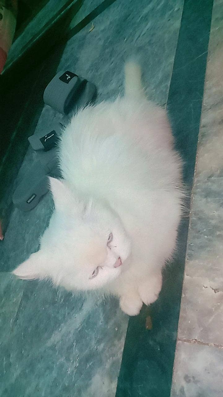 white cat 2