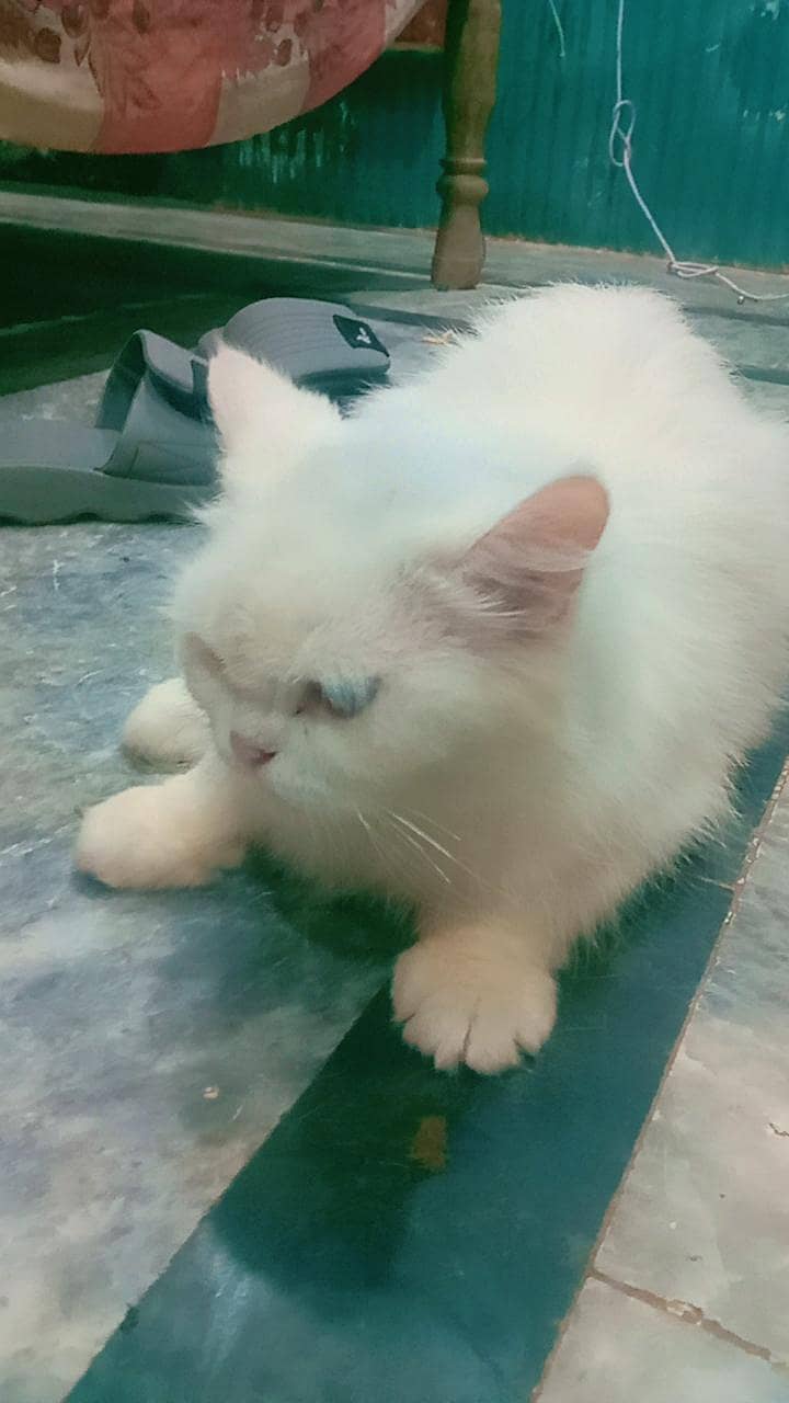 white cat 3