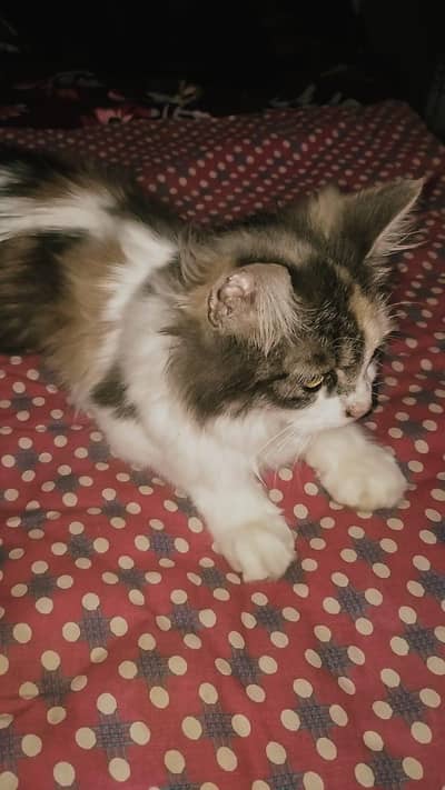 Delivery on cash Turkish cat playfully and ponch face and healthy