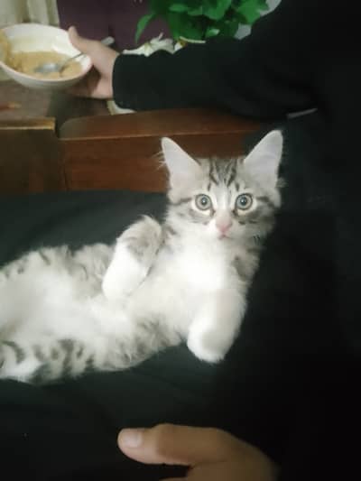 Kitten