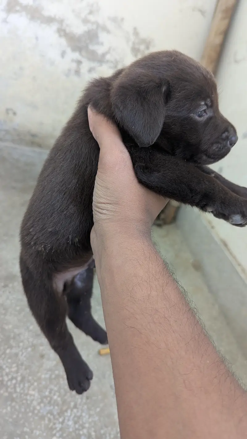 Labrador Male puppy