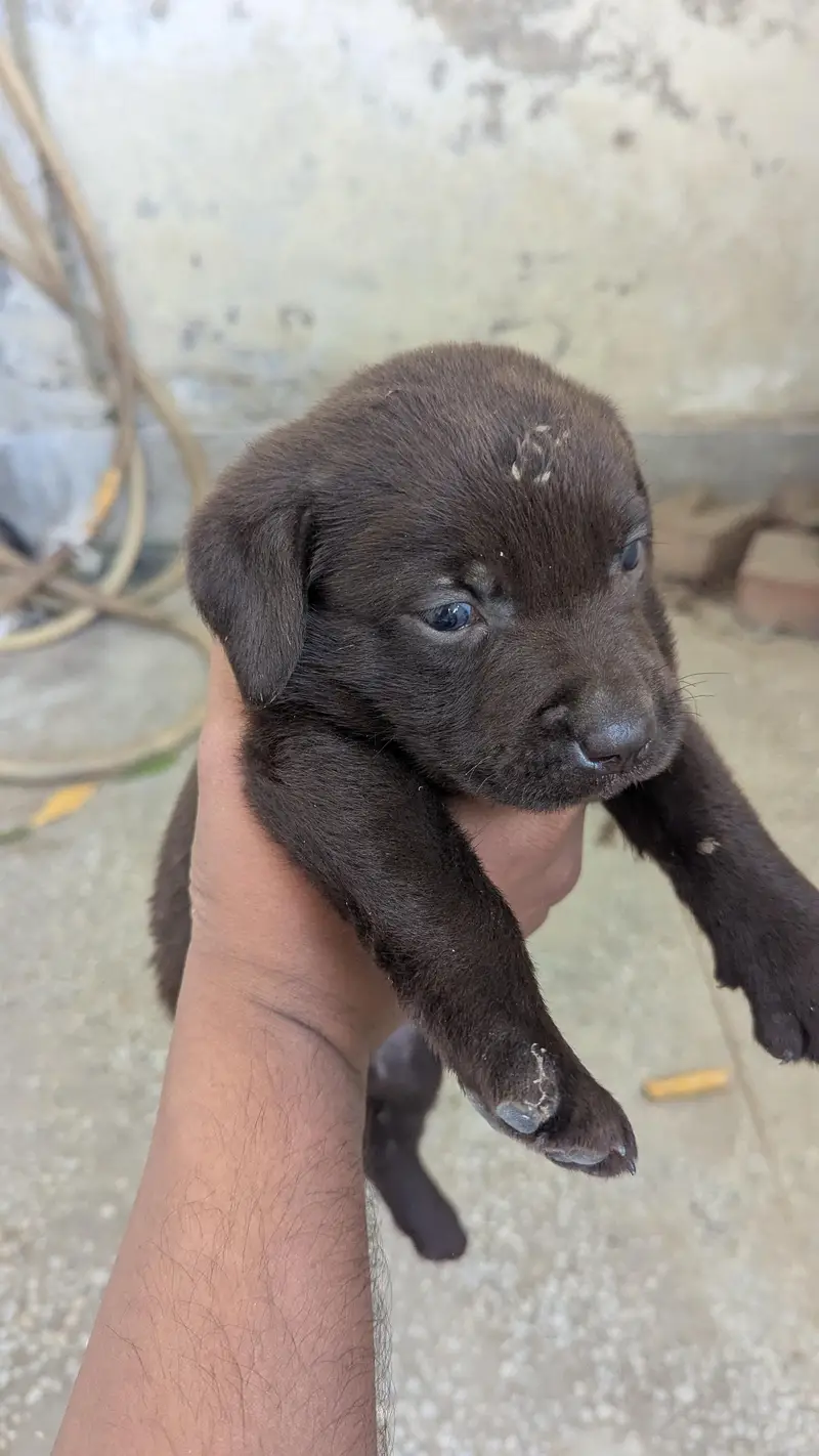Labrador Male puppy — photo 2