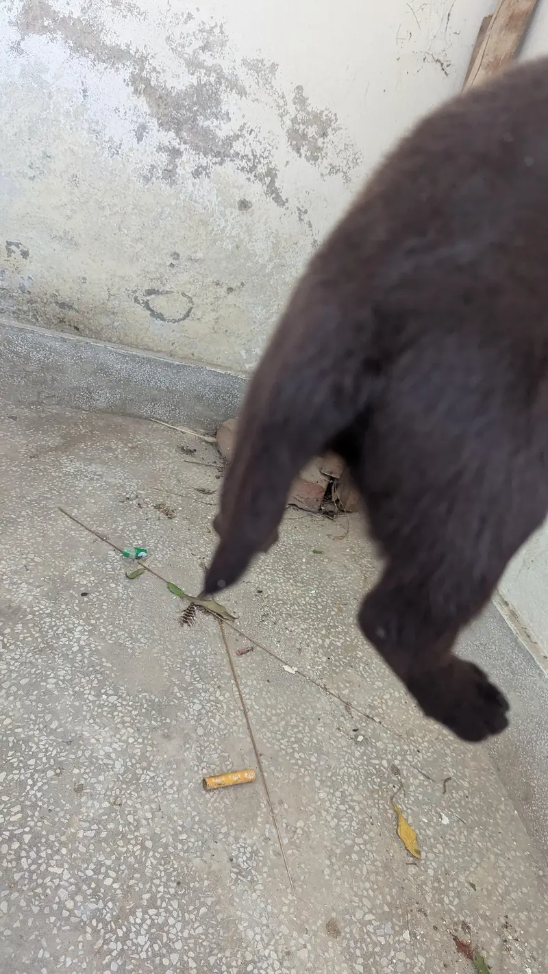 Labrador Male puppy — photo 3