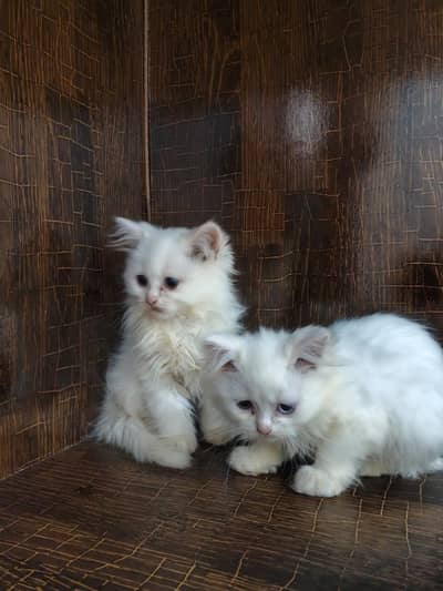 cats Persian