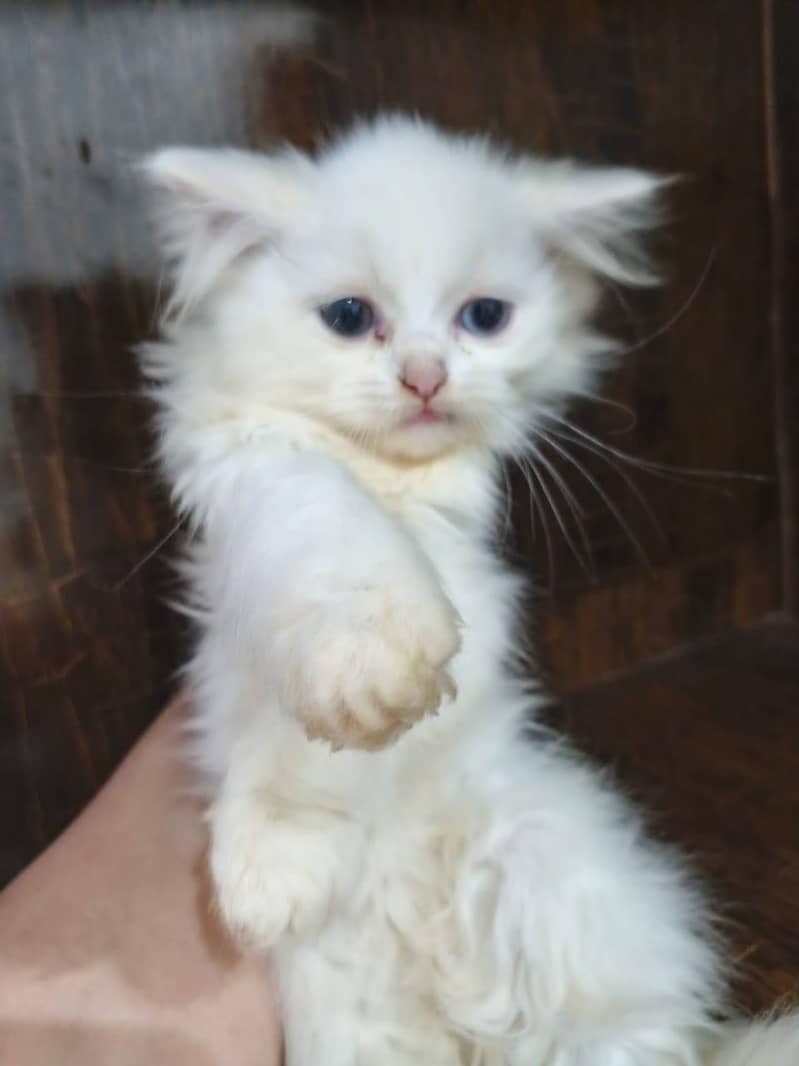 cats Persian 1