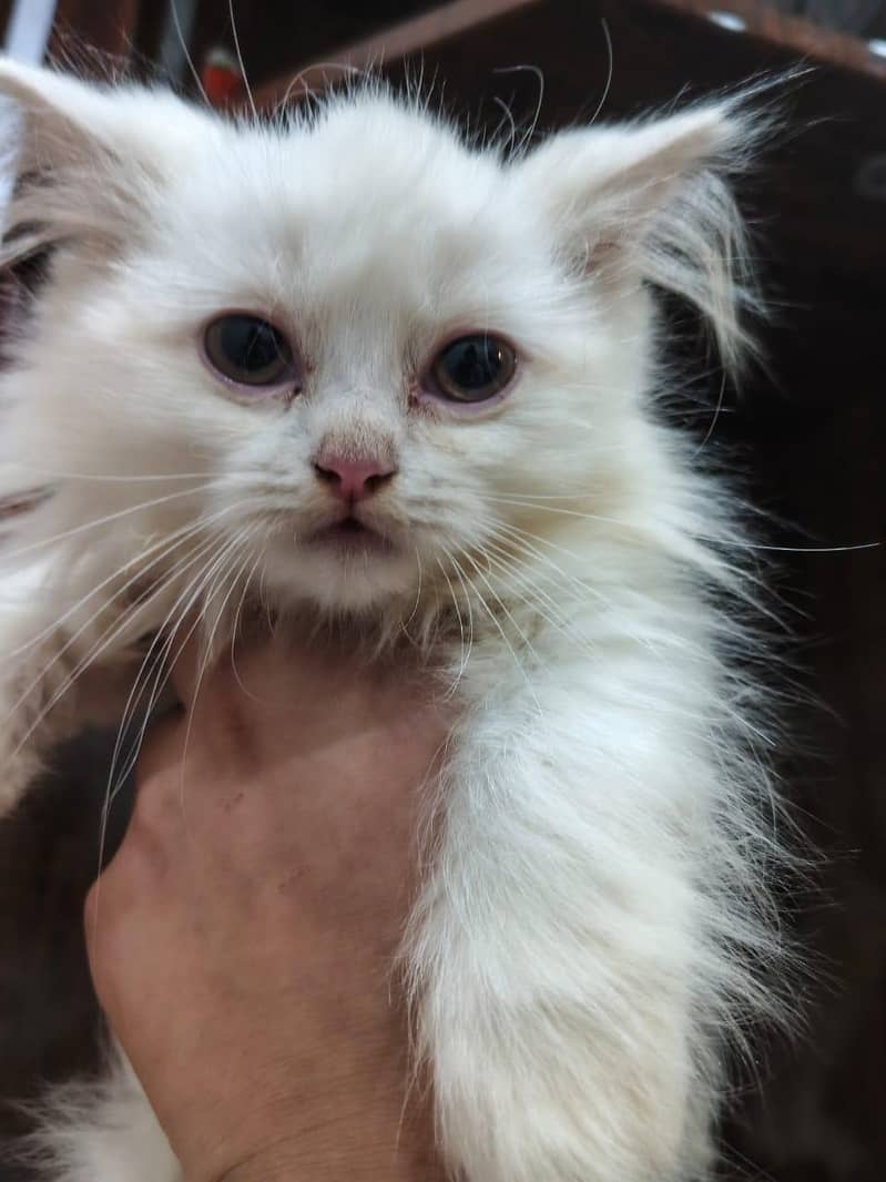 cats Persian 2