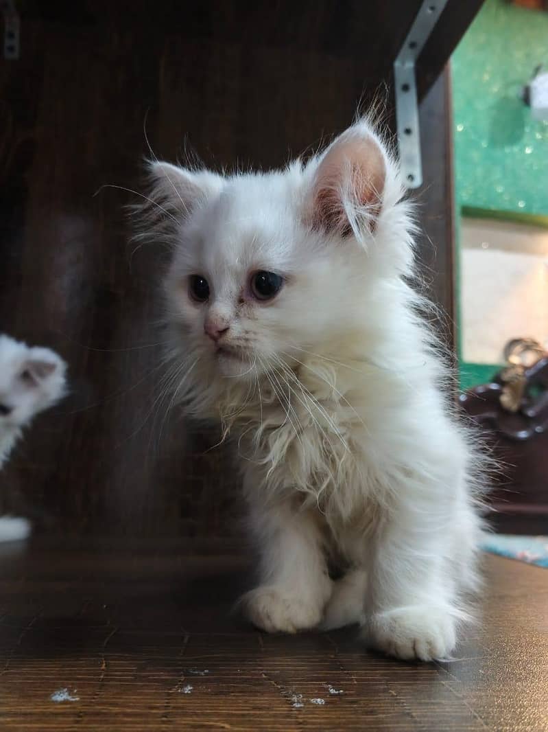 cats Persian 3