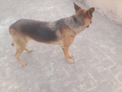 German shepherd Femail For sale