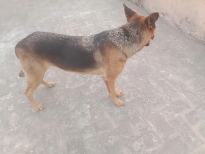 German shepherd Femail For sale
