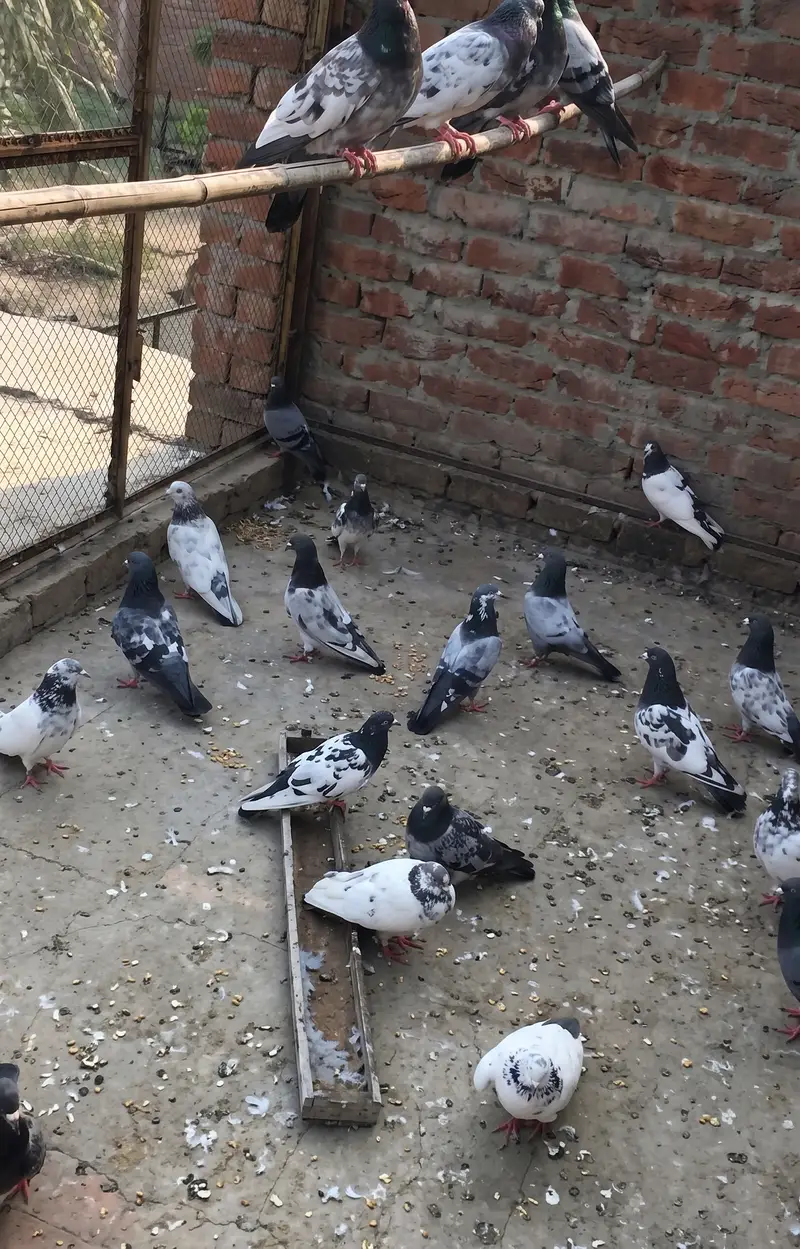 nayab joro wala kabootar — photo 2
