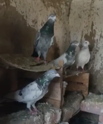 nayab joro wala kabootar — photo 8