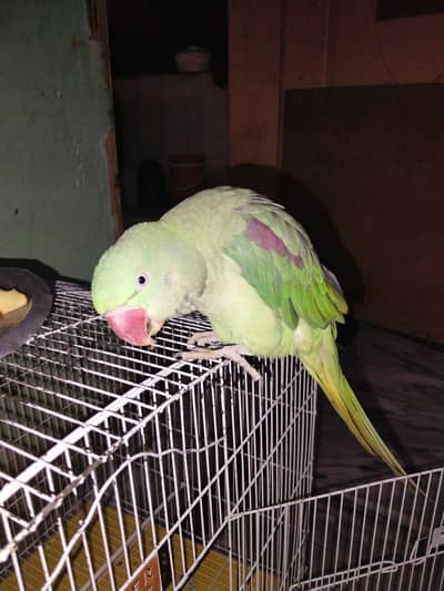 Rao parrots
