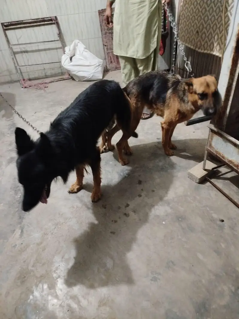 German shepherd Femail For sale — photo 2
