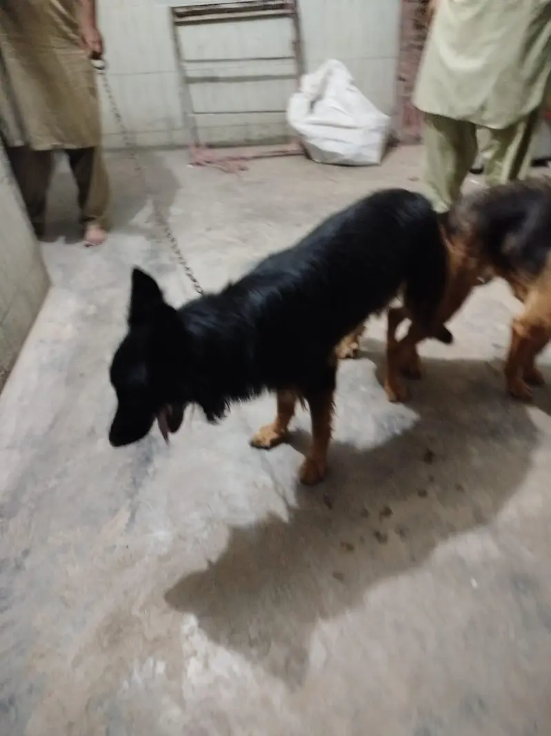 German shepherd Femail For sale — photo 3