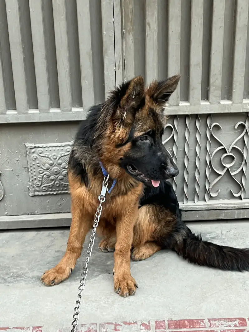 German shepherd tan colour pedigree pure blood line — photo 5