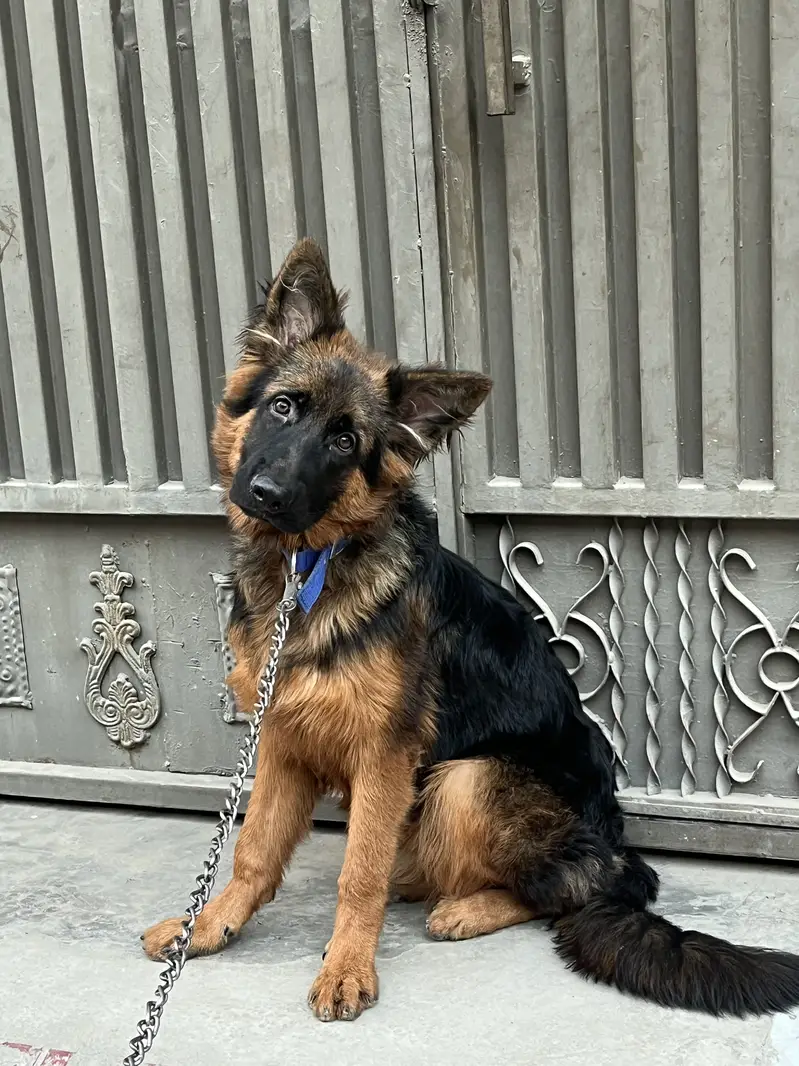 German shepherd tan colour pedigree pure blood line — photo 7