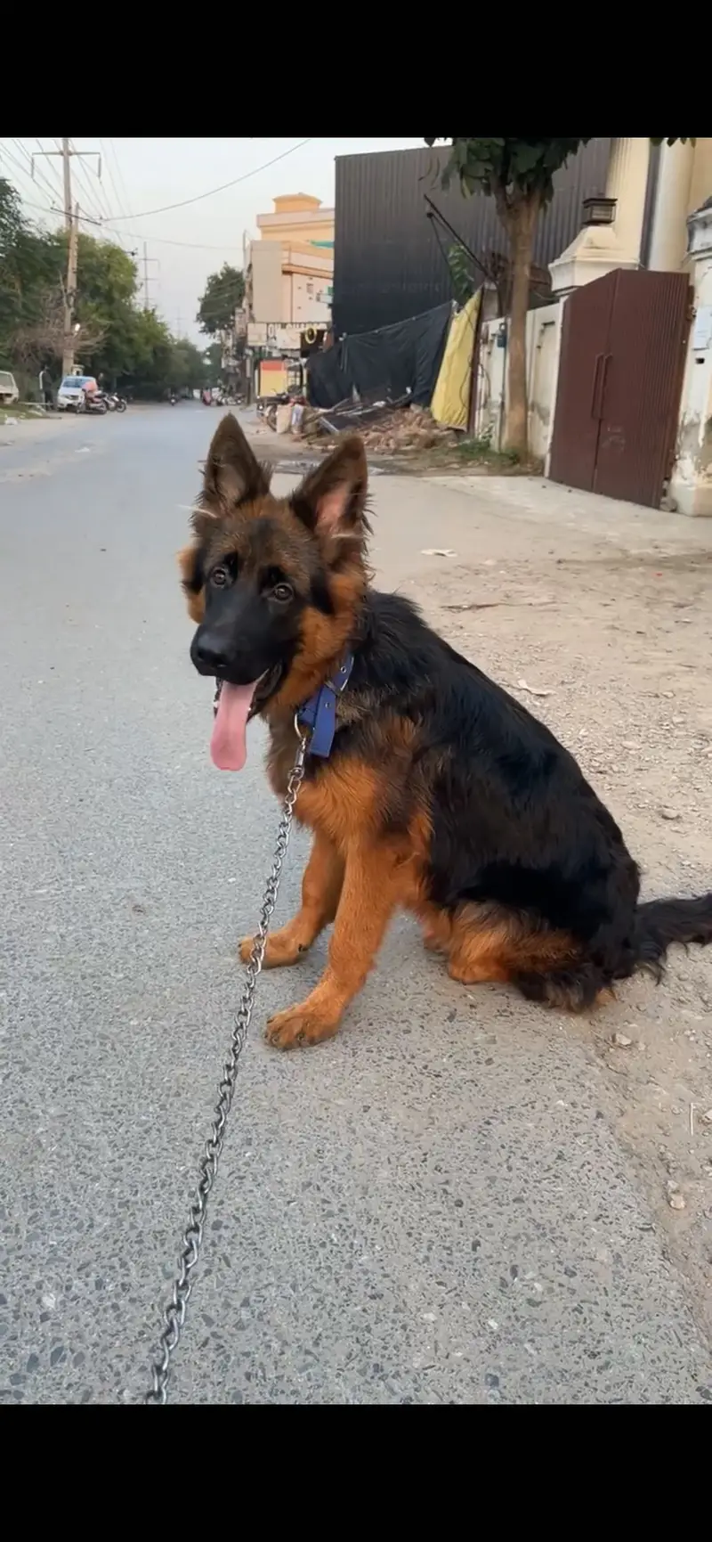 German shepherd tan colour pedigree pure blood line — photo 8