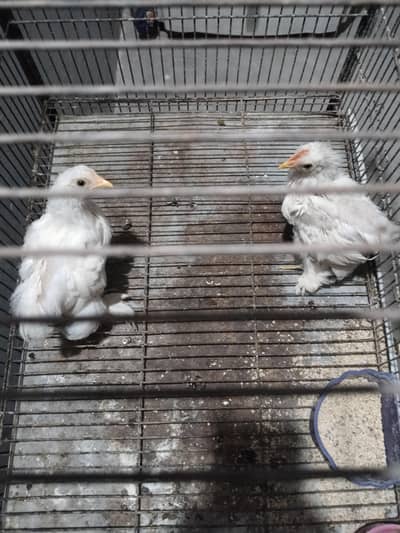 chick
