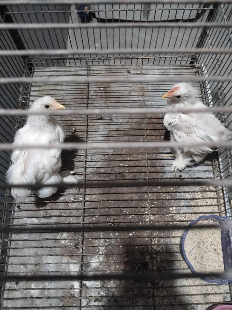 chick 0