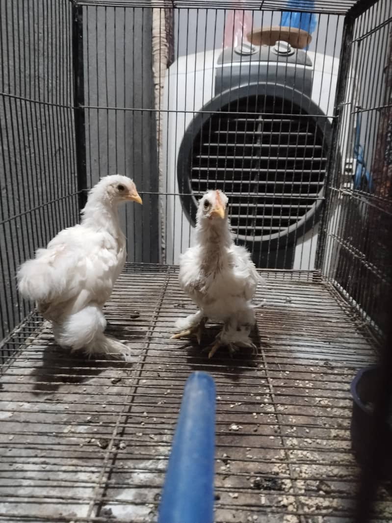 chick 1