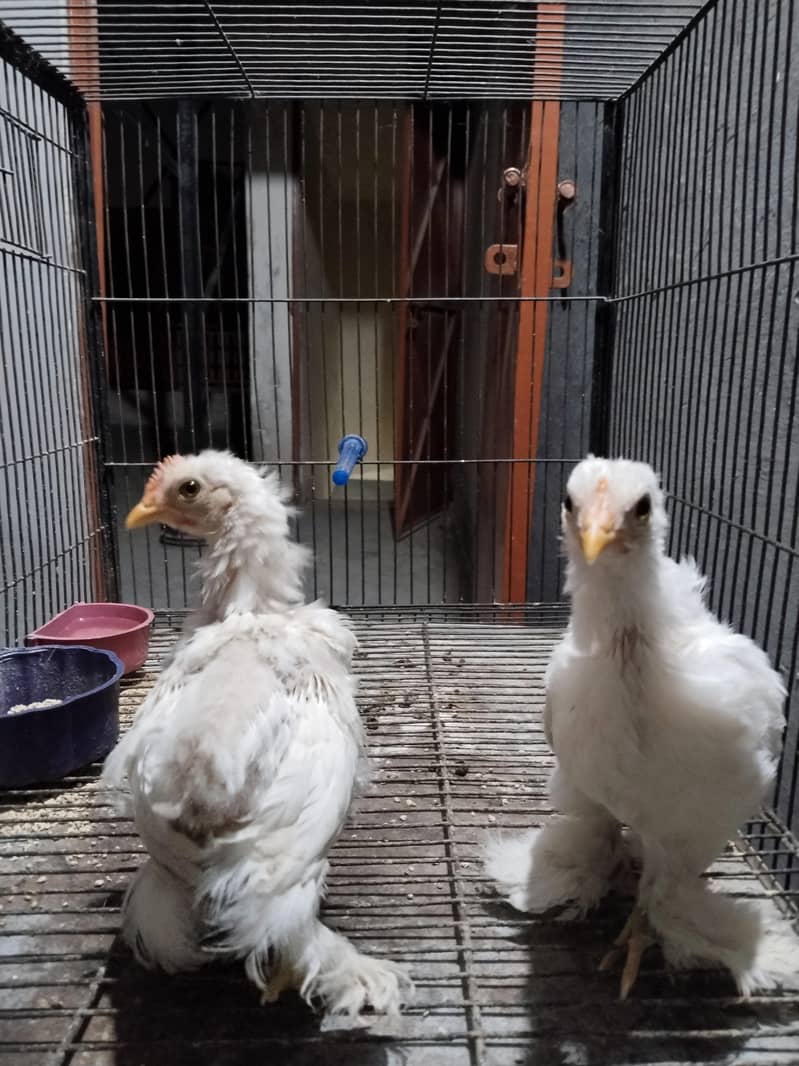 chick 2