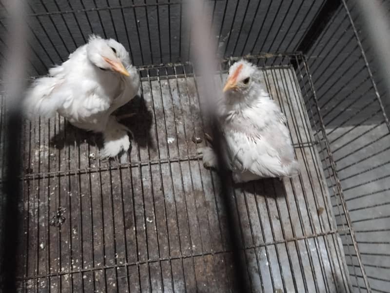 chick 3