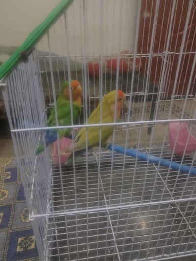 Rosecoloi Lovebirds Breeder Female per piece