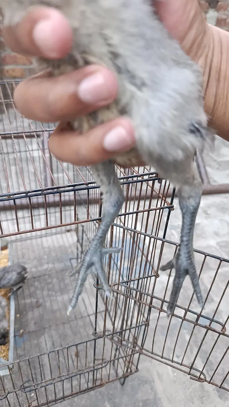 dragon aseel / Thai aseel — photo 9