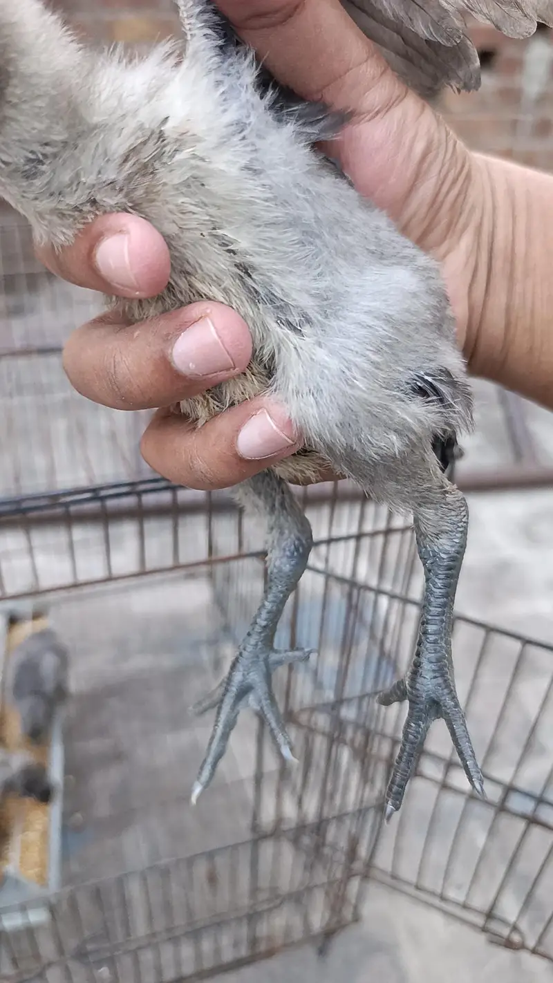dragon aseel / Thai aseel — photo 11