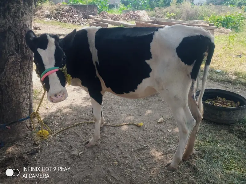 Doni wachi or kheeri wachi — photo 4
