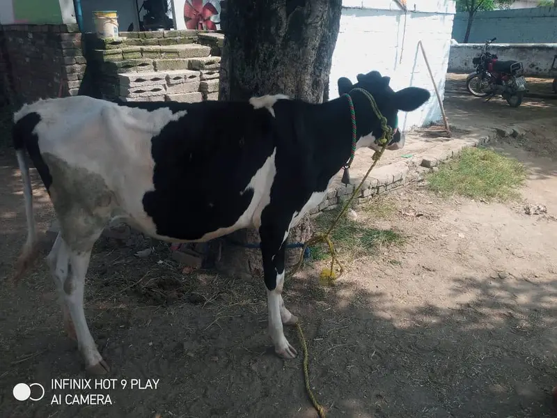 Doni wachi or kheeri wachi — photo 6