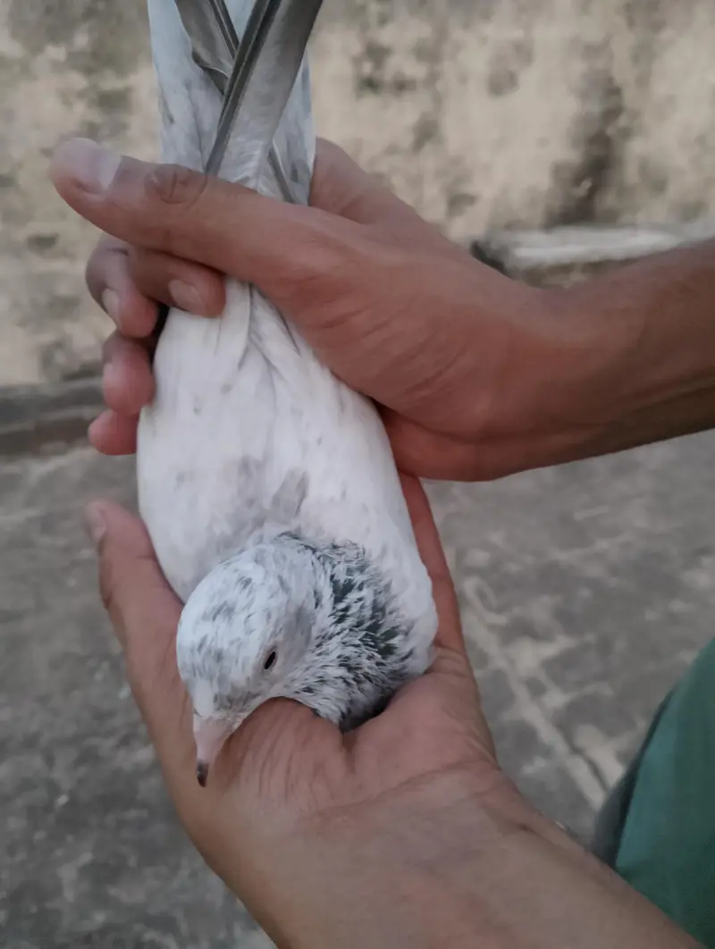 Golden pair — photo 5