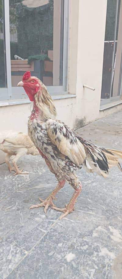 Aseel shamo pair for sale