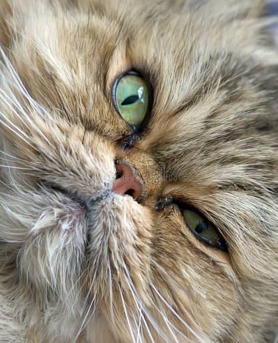 pure Persian female cat in karachi