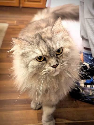 pure Persian female cat in karachi