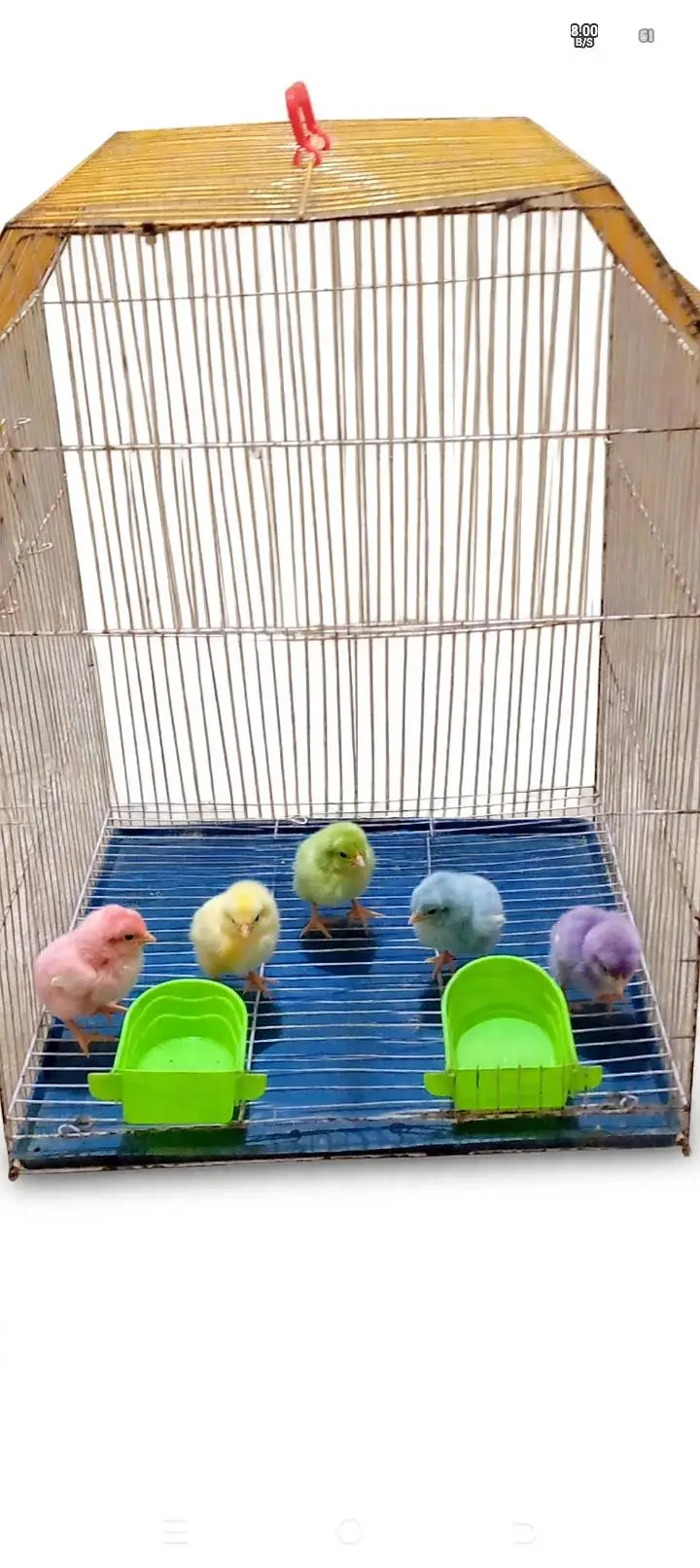 Bird Cage 2 Foot - Good Condition with Feeders - Karachi — photo 3