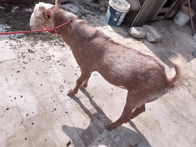 teddy bakray dono male hai — photo 2